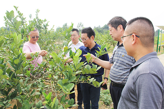 雷顺德（左一）介绍佛手种植情况  潘兴扬 摄.JPG
