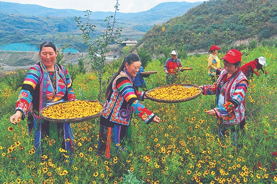 九寨沟县群众在采摘高山雪菊.jpg
