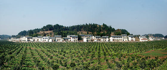 蓬莱镇梓潼村甜橙种植基地.jpg