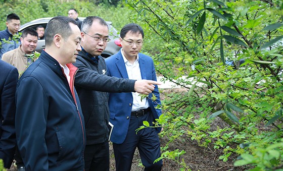 大英县委书记胡道军查看蓬莱镇花椒产业园.jpg
