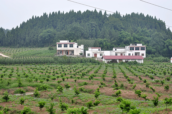 万亩甜橙核心种植示范园区.jpg