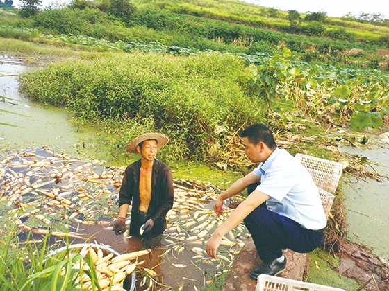到莲藕种植基地调查.jpg