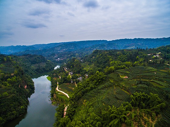 雨城藏茶产业欣欣向荣.jpg