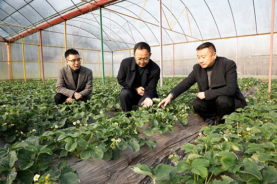 支行负责人实地走访草莓种植大棚.jpg