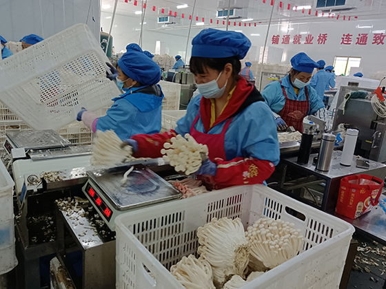 巴中市通江县芊菇生物生产车间  黄世涛 摄.jpg