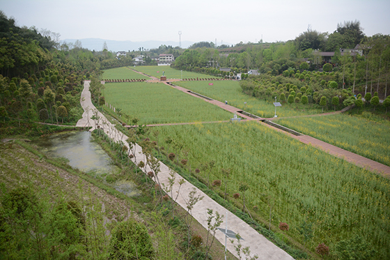 (2)大竹县稻油轮作农业园区一角  车文斌 摄.JPG