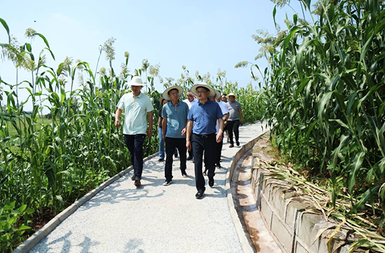 2调研撂荒地整治.png