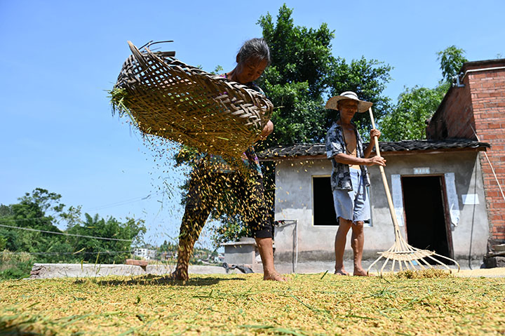 2在内江市东兴区郭北镇青苔村，当地农民在高温天气下晾晒稻谷，做到颗粒归仓.jpg