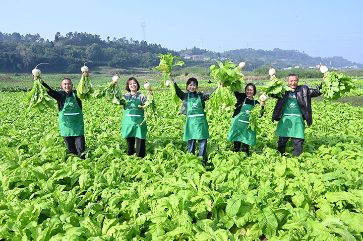 5)2022年11月15日，四川省内江市东兴区椑木镇水心坝村，农民在收获白萝卜.jpg