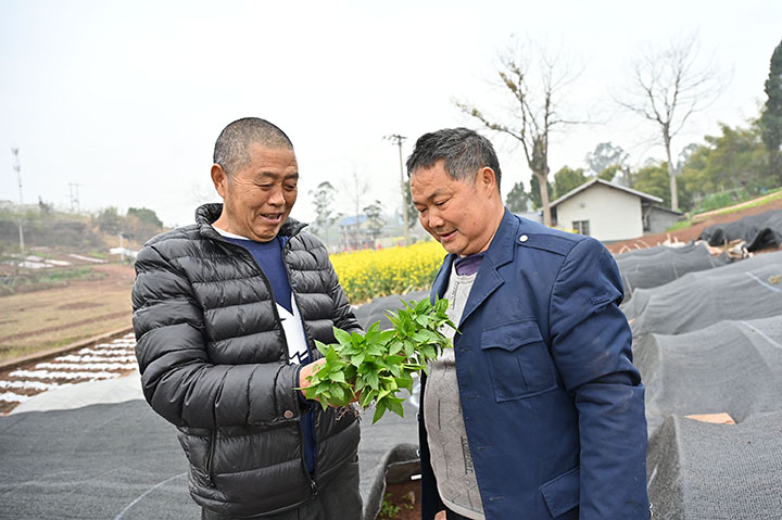 图2 3月4日，内江市东兴区椑木镇红林村，当地村民正在管护海椒苗圃 .jpg