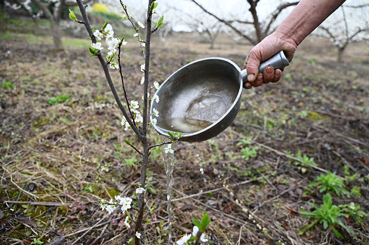 图4  3月4日，内江市东兴区椑木镇红林村，当地村民正在管护李子园.jpg