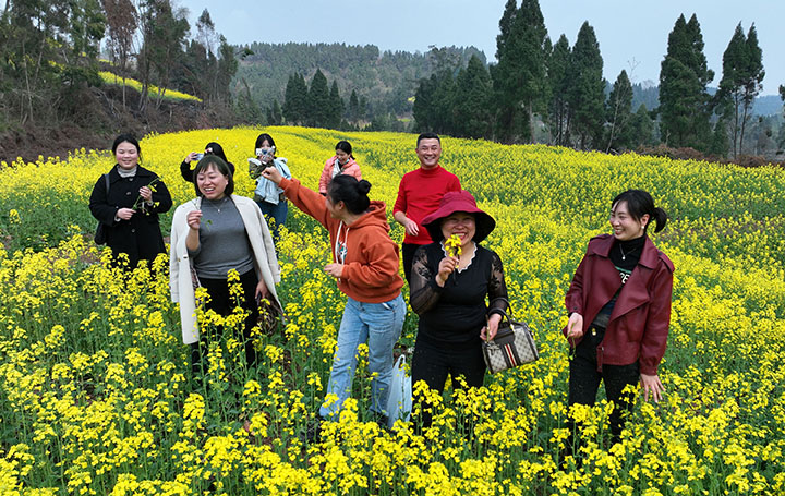 图3  2023年3月8日，四川省内江市东兴区永福镇盘陀村，微风轻拂下，花田间掀起层层金色波浪，让人流连忘返。（无人机照片）.jpg