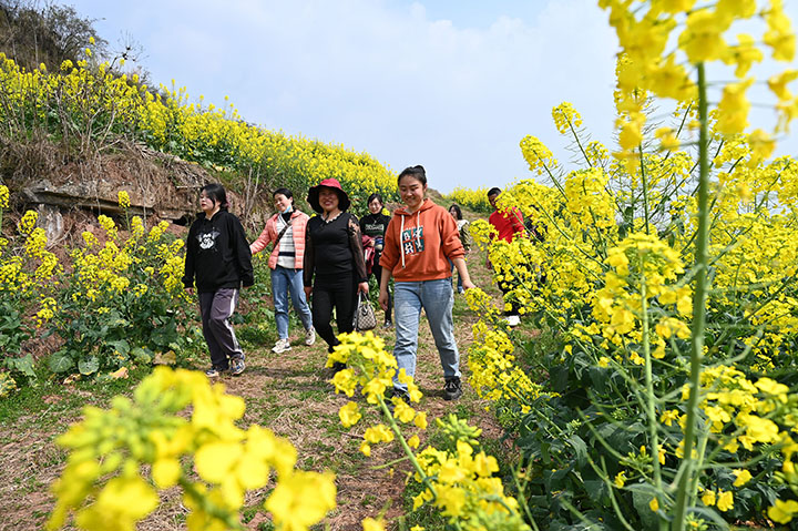 图4  3月8日，四川省内江市东兴区永福镇盘陀村，蓝天与白云相伴，黄花与阳光共舞，春田遍野泛金光，陇上游人穿梭忙.jpg