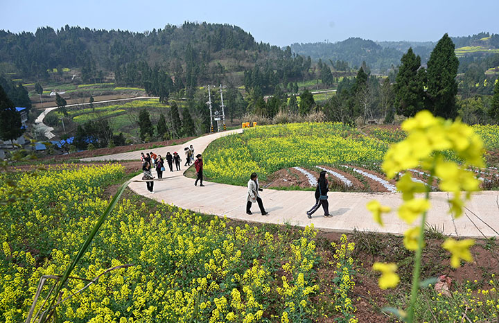图5  2023年3月8日，四川省内江市东兴区永福镇盘陀村，远处群山环绕，山脚下村舍依依，游客在千亩油菜花基地打卡游玩.jpg