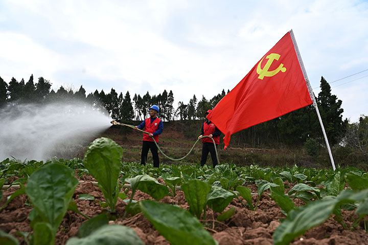 图1 3月14日，内江市东兴区高梁镇方家沟村，电力志愿者在该村车前子种植基地帮助村民抗旱保苗 .jpg