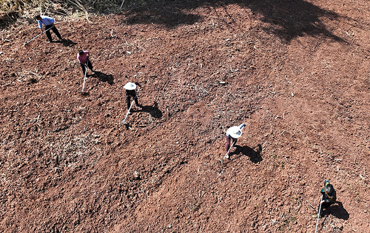 1当地村民在千亩紫苏粮药蔬复合种植基地播种紫苏（无人机照片）.jpg