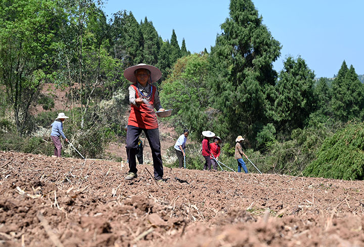 2当地村民在千亩紫苏粮药蔬复合种植基地播种紫苏.jpg
