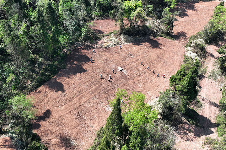 3当地村民在千亩紫苏粮药蔬复合种植基地播种紫苏.jpg