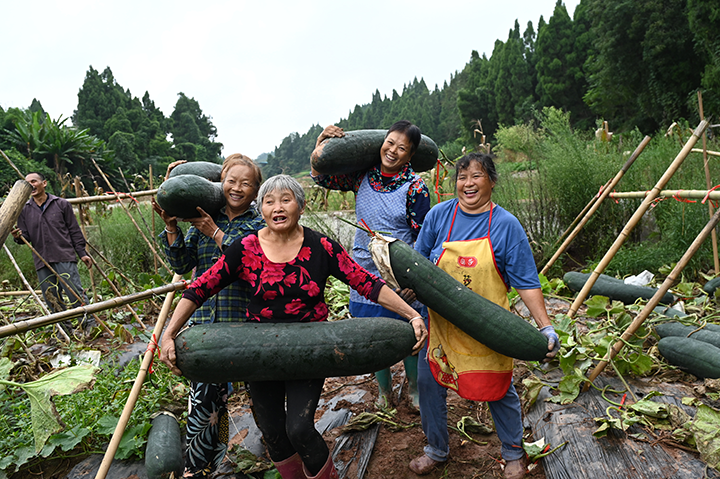 图4  村民忙着转运黑皮东瓜.png
