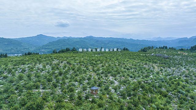 1沙湾区川佛手产业基地.jpg