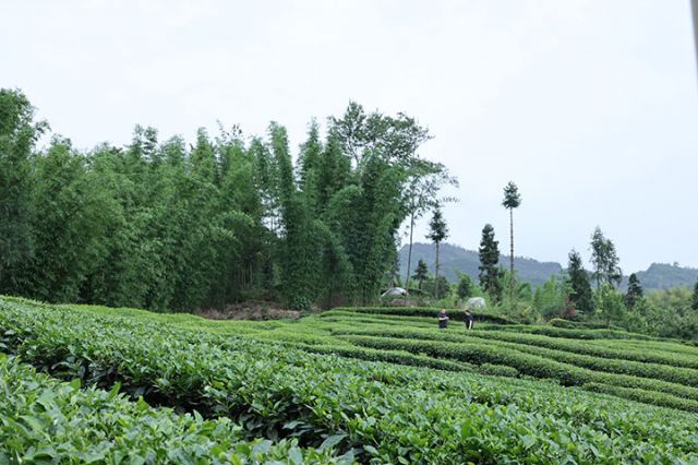 12白马山茶叶现代农业园区.JPG