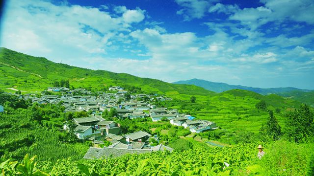 红格镇联合村烤烟  楚一波 摄.JPG