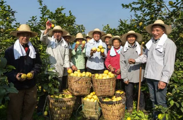 图3  安岳石桥街道村民柠檬丰收喜悦。吴坤忠摄.jpg