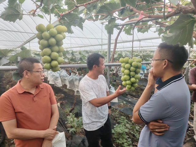 图 3 团队参观艾洋农业科技有限公司葡萄生产基地.jpg