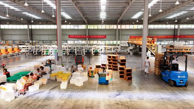 图4  工人们正忙着包装柠檬。潘政吉  摄.jpg