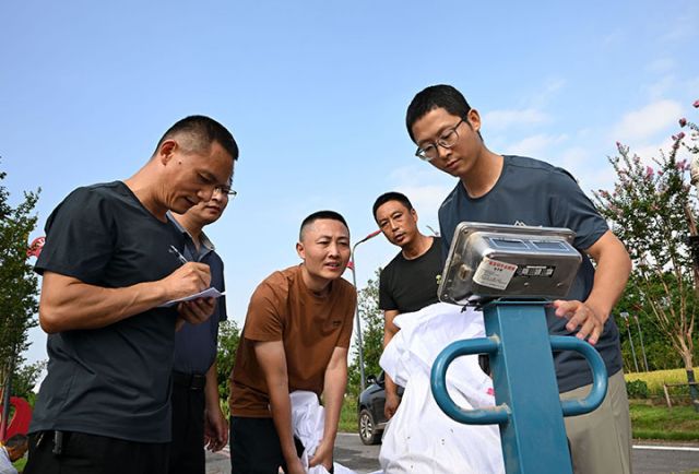 图3  技术人员在水稻中稻百亩超高产攻关片现场为水稻中稻称重.jpg