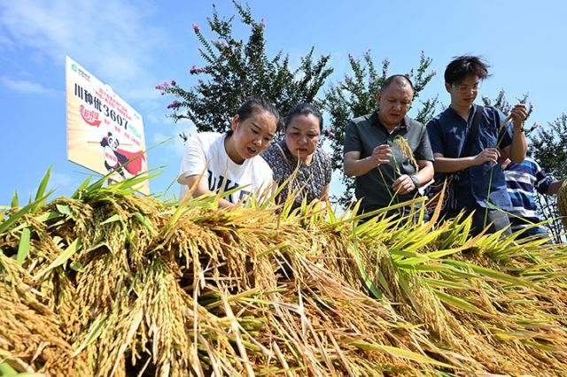 图4  该区水稻中稻百亩超高产攻关片建设迎来了各地粮油种植大户的参观学习.jpg