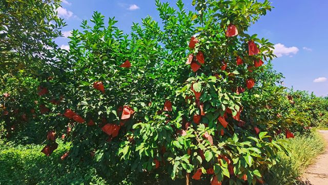 图3 四川佛润农业开发有限公司种植的柠檬。陈维  摄.jpg