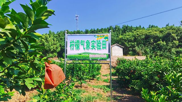 图4  柠檬气象试验田标牌。陈维  摄.jpg