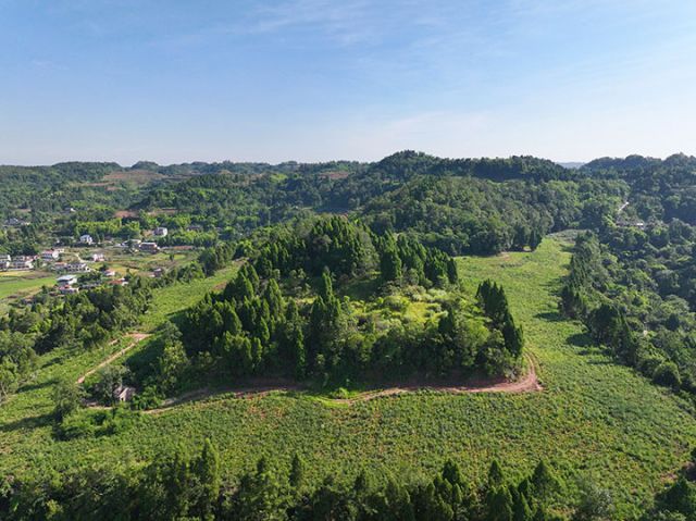 图1  “白芷+玉米”粮药套种基地。潘政吉  摄.jpg