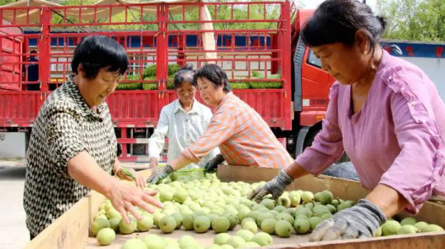图1  群众正在精心选优质青皮核桃（宋海涛 摄）.jpg