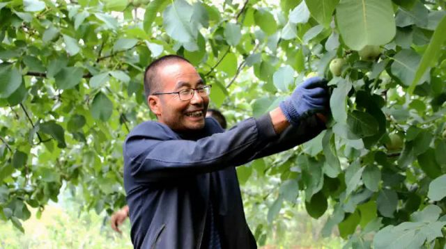 图3  核桃大户正在采摘青皮核桃（宋海涛 摄）.jpg