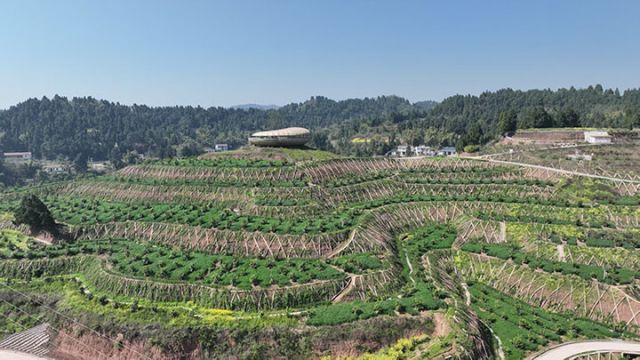 图1  乾龙镇柠檬绿色生产基地。受访者供图.jpg