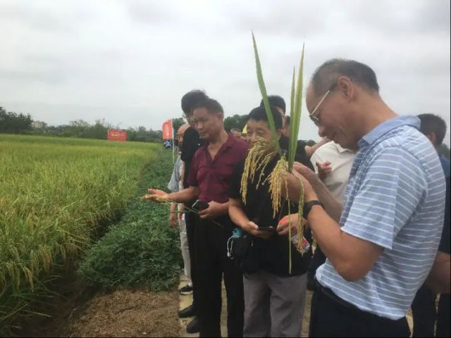 图1  观摩会现场（项俊平 摄）.jpg